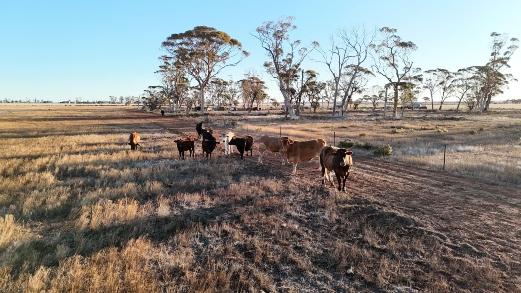 Cattle 2