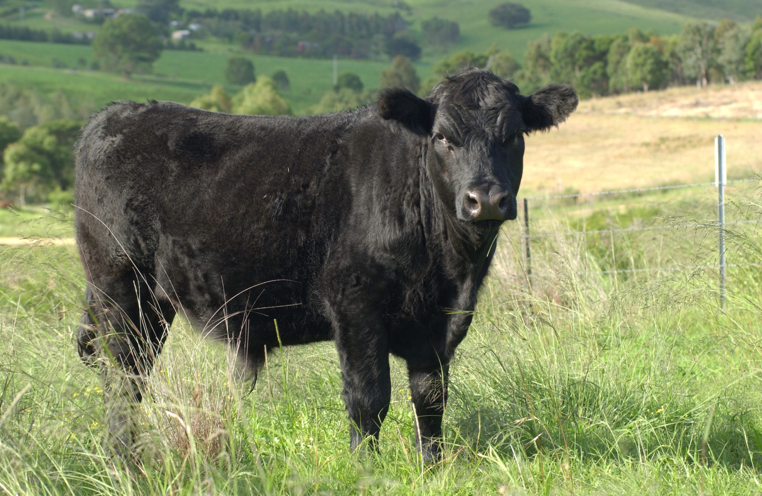 Beef Cattle